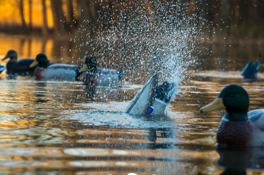 Pulsator, PRO Mallard NEW FOR 2025