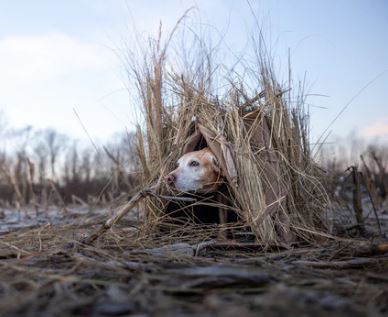 QUICK DRAW DOG BLIND