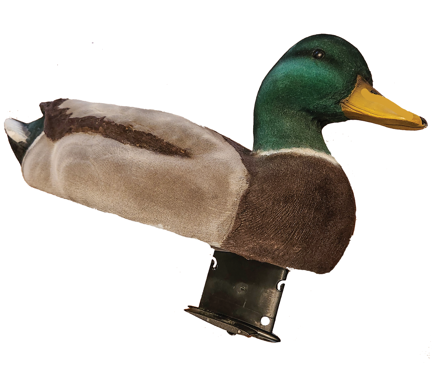 Kiwi Keel