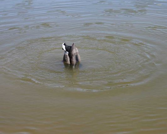 MOJO Mallard® Machine