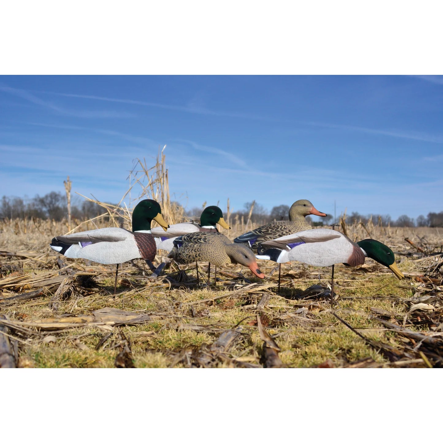 Magnum Full Form Shell Mallard, Variety Pk, Flocked Heads