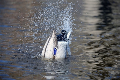 Pulsator, PRO Mallard NEW FOR 2025