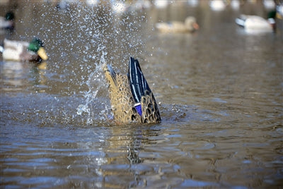 Pulsator, PRO Mallard NEW FOR 2025