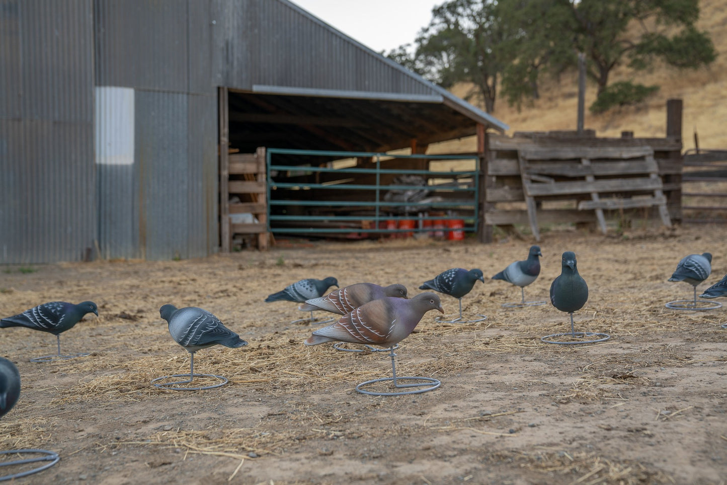 Pro Series Pigeon Decoys (6 Upright , 6 Feeders)