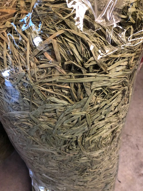 X-Treme Raffia Marsh Grass