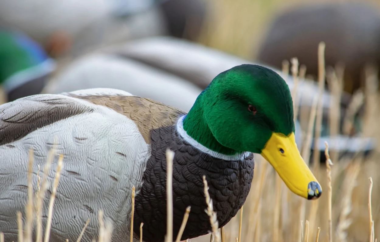 SX Full Body Mallard Duck Decoys Flocked Heads