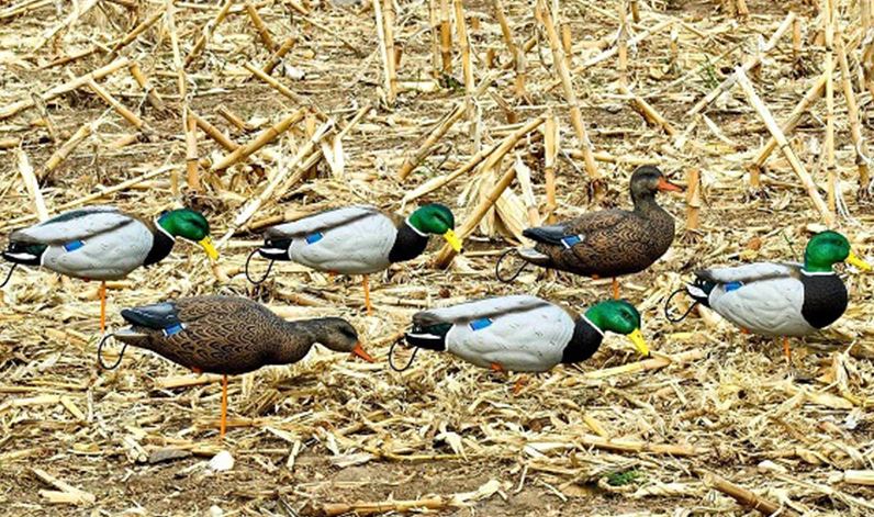 SX Full Body Mallard Duck Decoy Painted