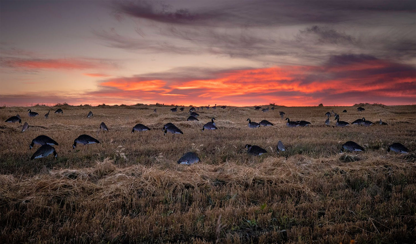 Tanglefree Canada Skinny Decoys