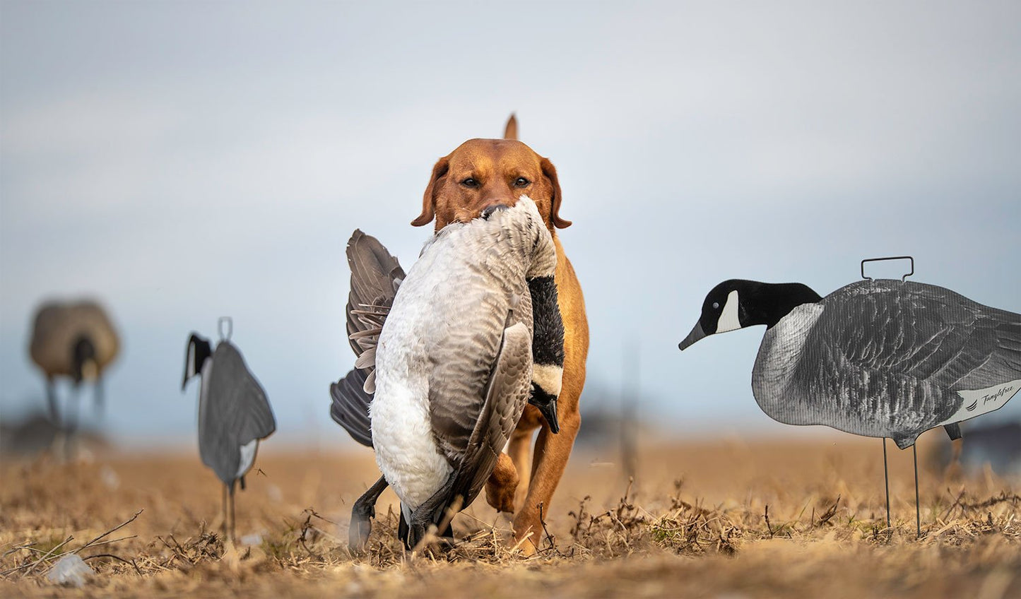 Tanglefree Canada Skinny Decoys