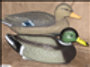 Duck Decoys
