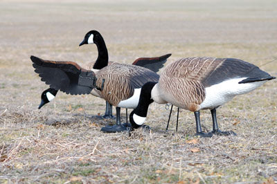 Finisher Flapper, Full Body, Canada (Single)
