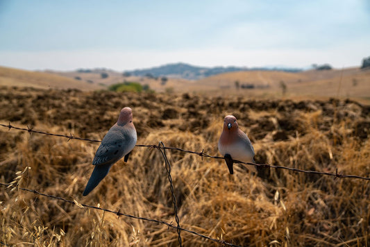 Pro Series Dove Decoys (4 pack)