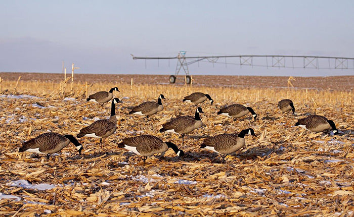 Dakota Decoy Signature Series Sentry Canada Geese, 6 Pack