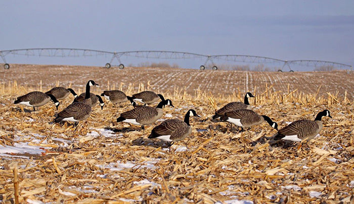 Dakota Decoy Signature Series Feeder Geese - 6 Pack
