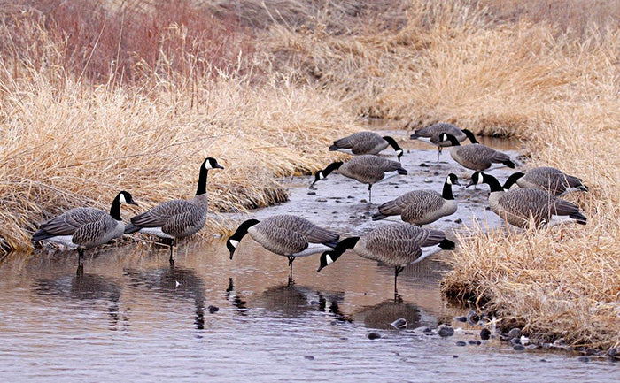 Dakota Decoy Signature Series Upright Geese