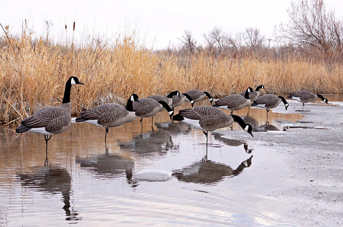Dakota Decoy Signature Series Feeder Geese - 6 Pack