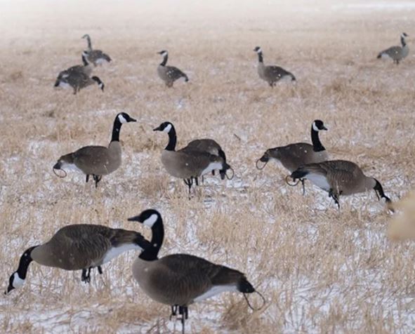 SX Life Size Canada Goose Decoys Combo Pack (Flocked)