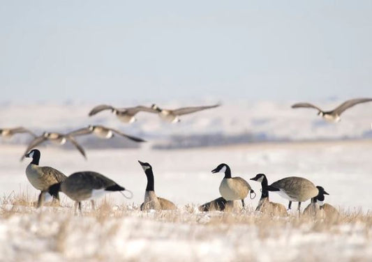 SX Life Size Canada Goose Decoys Combo Pack (Flocked)
