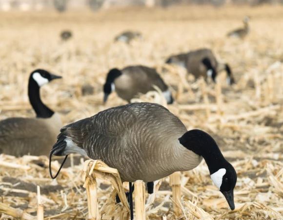 SX Life Size Canada Goose Decoys Combo Pack (Flocked)
