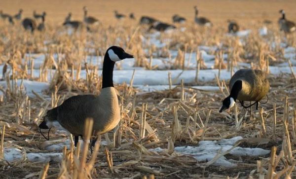 SX Life Size Canada Goose Decoys Combo Pack (Flocked)