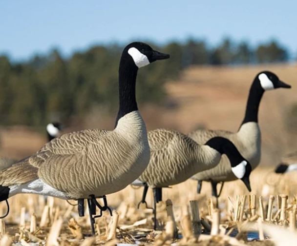 SX Life Size Full Body Canada Goose Decoys (Painted)