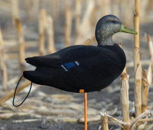 SX Full Body Flocked Black Duck Decoys