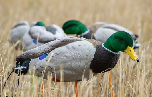 SX Full Body Mallard Duck Decoys Flocked Heads