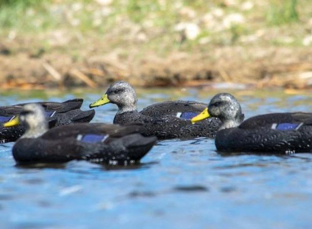 SX Floater Fully Flocked Black Duck Decoy (Floater)