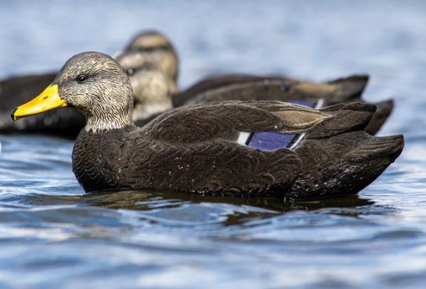 SX Floater Fully Flocked Black Duck Decoy (Floater)