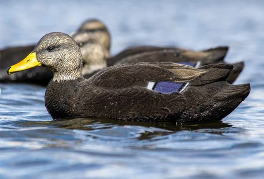 SX Floater Fully Flocked Black Duck Decoy (Floater)