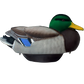 Hayday Decoys Hydro Foam Flocked Mallards