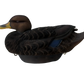 Hayday Decoys Hydro Foam Fully Flocked Black Ducks
