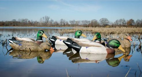 Battleship Mallard