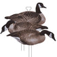 HIGDON FLATS CANADA GOOSE STANDARD SILHOUETTE 12 PACK