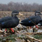 MAGNUM FULL-BODY BLACK DUCK