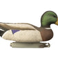 Full-Size Mallard