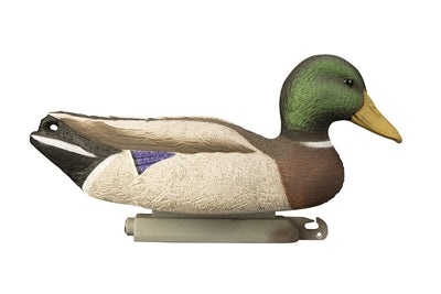 Full-Size Mallard