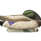 Full-Size Mallard