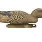 Full-Size Mallard