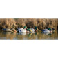 Full-Size Mallard