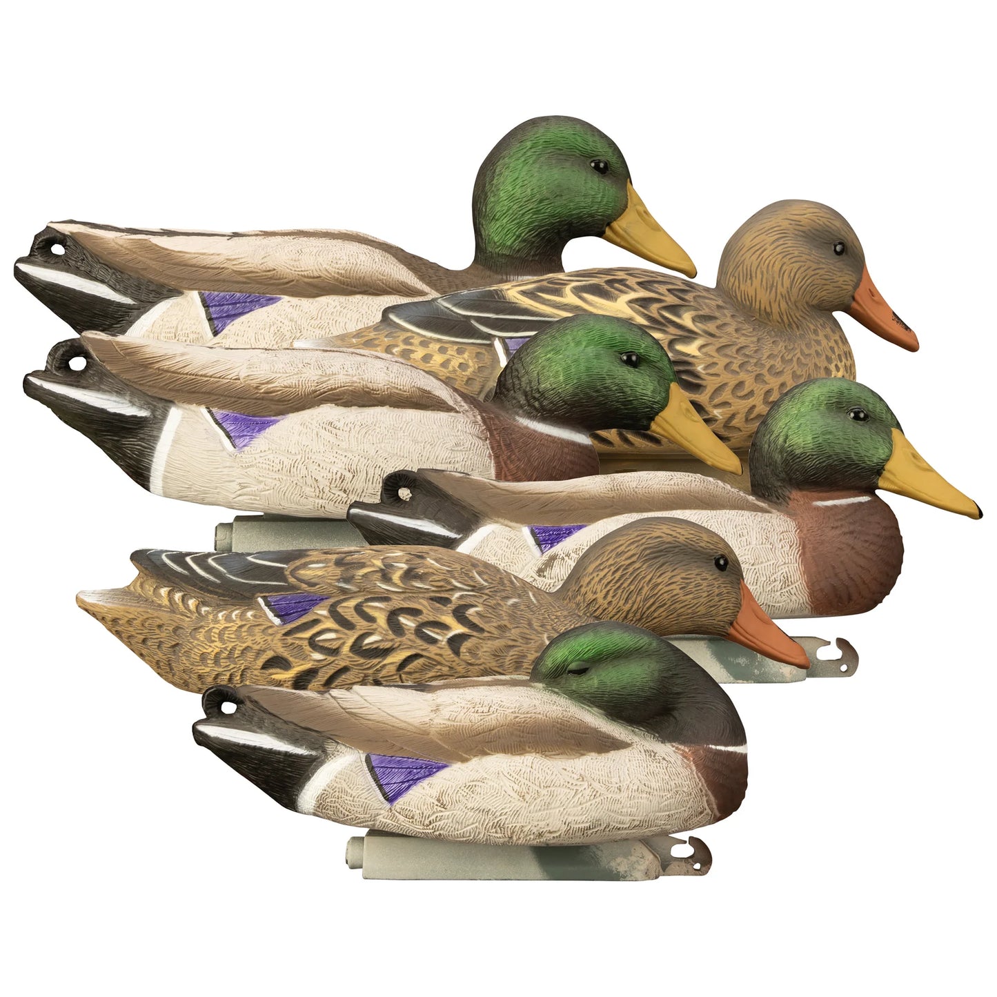 Full-Size Mallard
