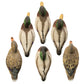 Full-Size Mallard