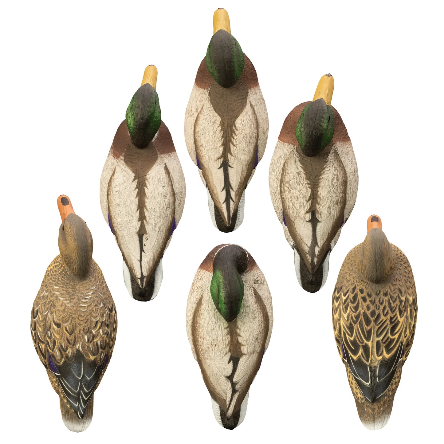 Full-Size Mallard