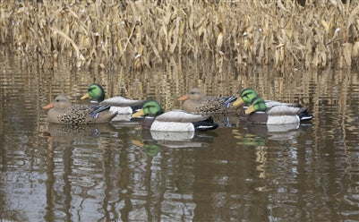 Standard Mallard, Foam Filled