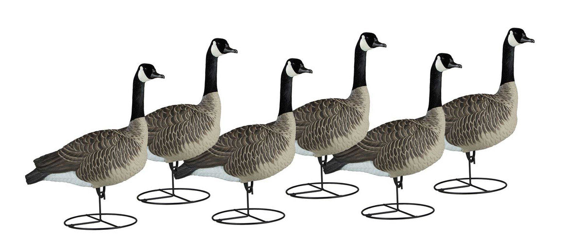 Dakota Decoy Signature Series Sentry Canada Geese, 6 Pack