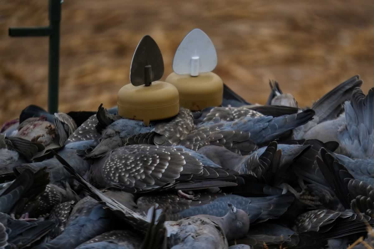 MOJO Dove a Flickers (4 Pack)