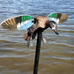 MOJO Elite Series - Blue Wing Teal