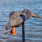 MOJO Elite Series - Mini Mallard Drake