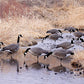 Dakota Decoy Signature Series Upright Geese