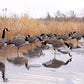 Dakota Decoy Signature Series Upright Geese